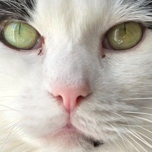 Meet your Posher, Rana